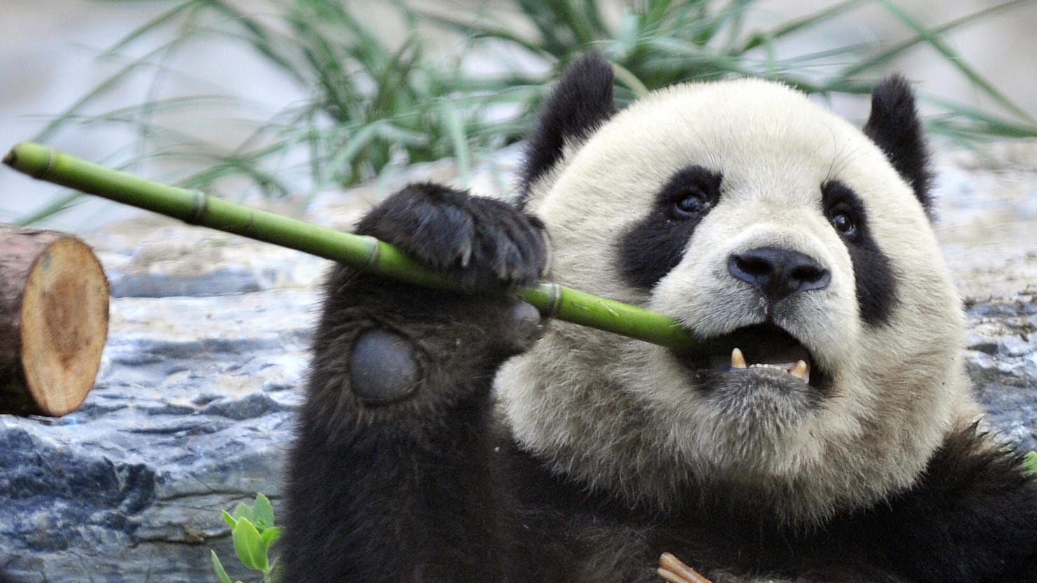 Marketing Panda – Digital Marketing Agency