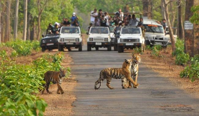 Jaipur Ranthambore One Day Trip