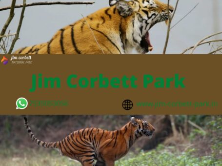 Things to do in Jim Corbett National Park