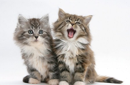 Maine coon cats for sale