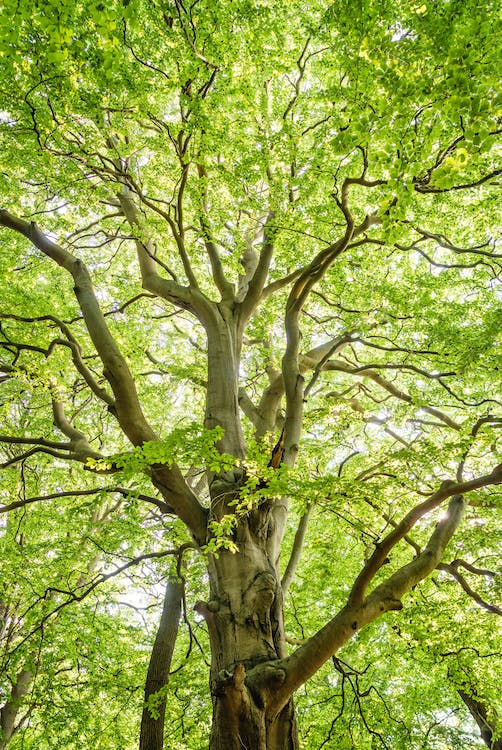 Metropolitan Tree and Landscaping Corp