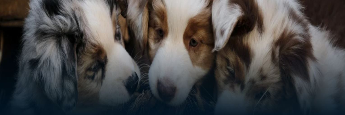 Autumn Creek Aussies