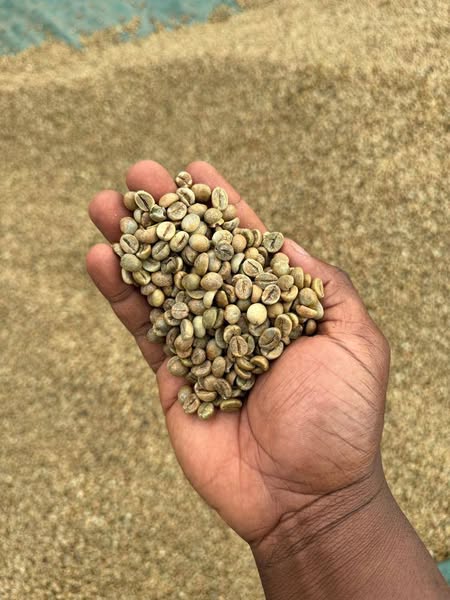 The Green Coffee beans (Arabica Coffee) Grade: AA, A, and AB+27719755564
