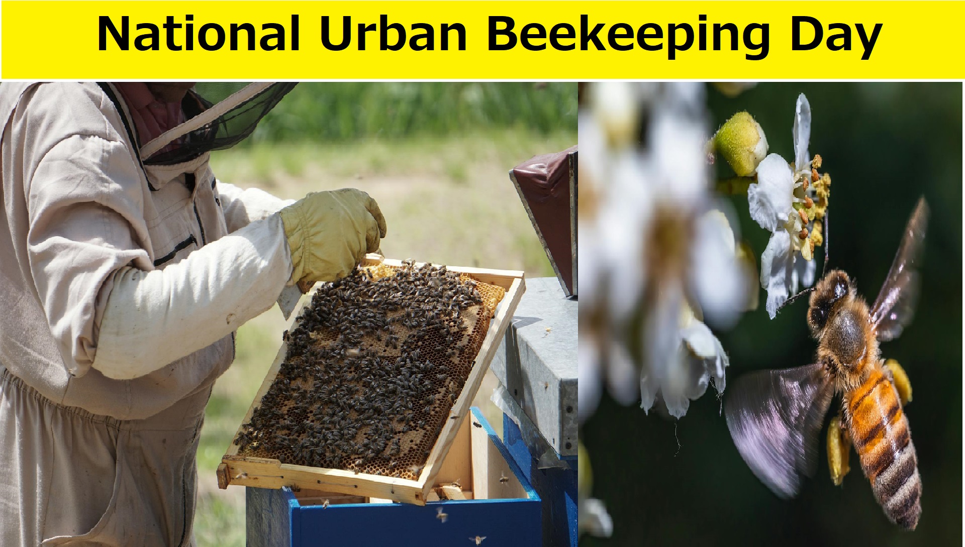 National Urban Beekeeping Day in US