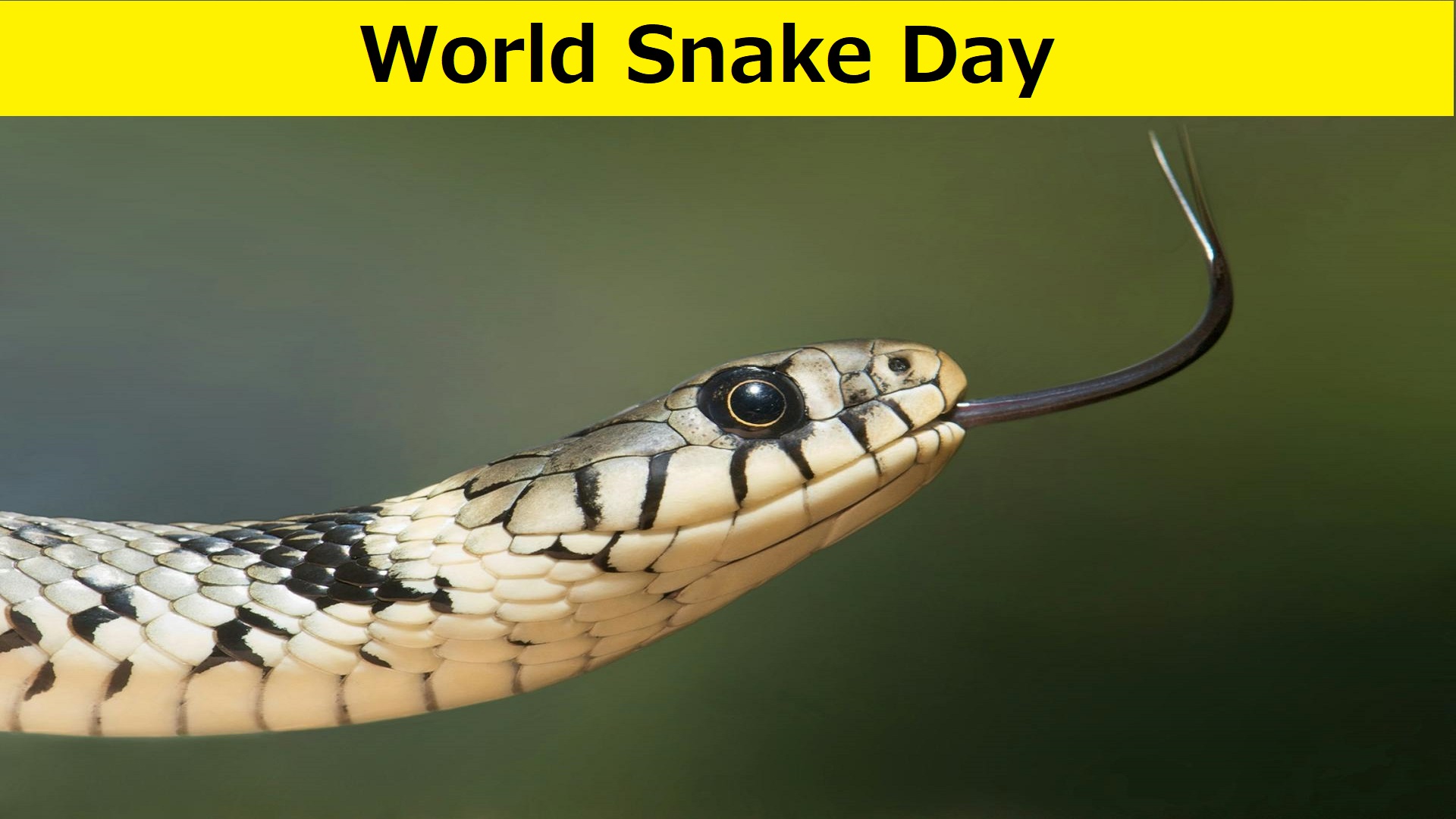 World Snake Day 16 July