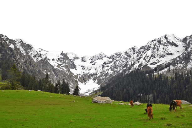 Himalayan Traveling