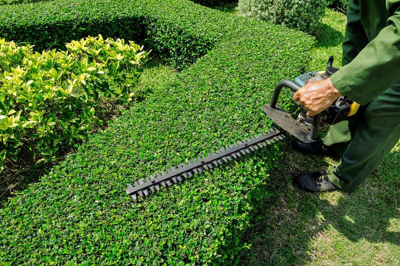 Hedging services in Brisbane – Brothers Gardenscape
