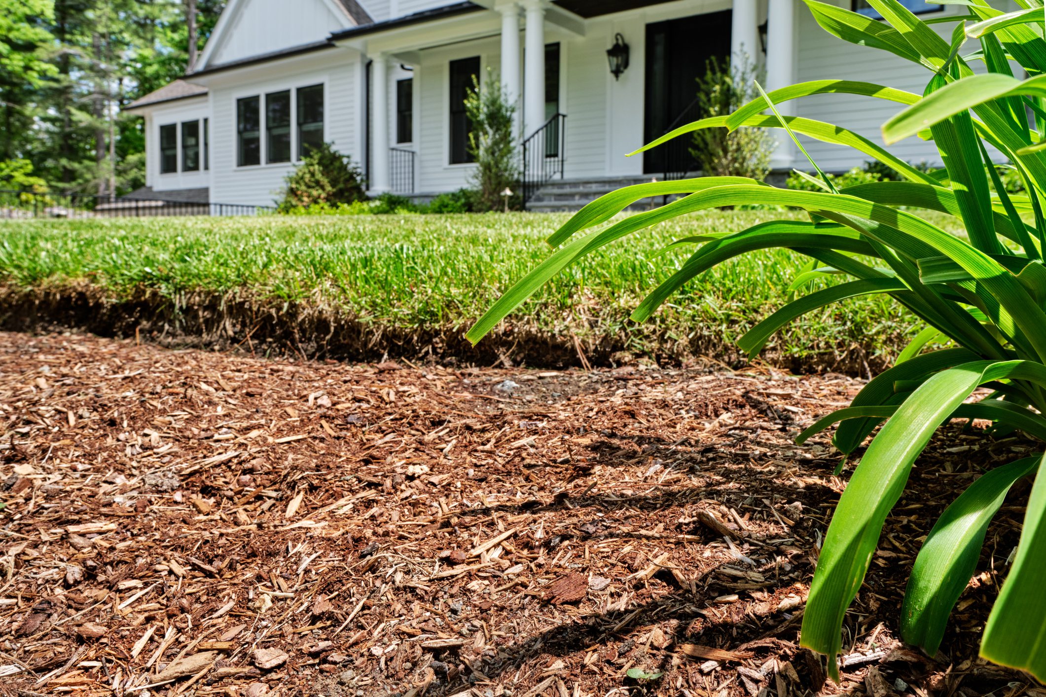 AJ Quality Arborists