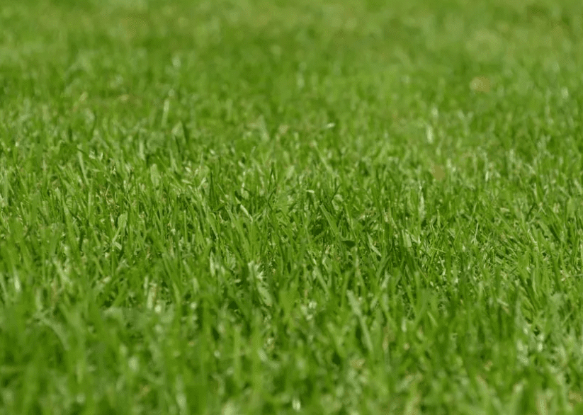 Gardening services North shore