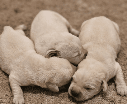 Pawsitive Retrievers